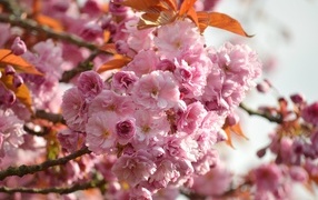 Красивые розовые весенние цветы луизеания