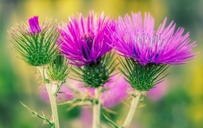 Красивые розовые цветы чертополоха