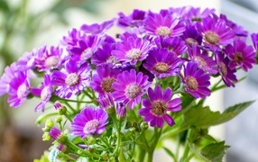 Красивые фиолетовые осенние цветы