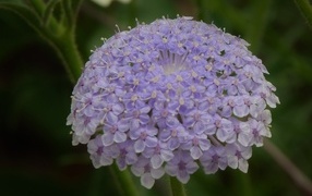 Красивый фиолетовый цветок скабиоза