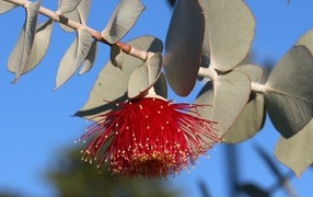 Beautiful red eucalyptus flower with leaves