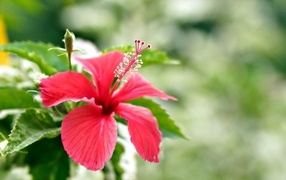 Красивый красный гибискус с бутонами и зелеными листьями