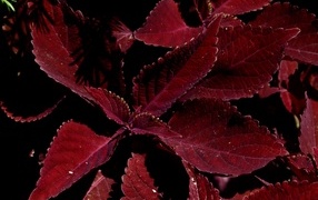 Красивый красный комнатный цветок молочай