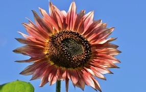 Красивый красный подсолнух на голубом фоне