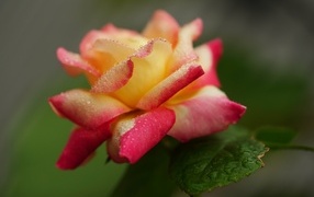 Красивая роза в каплях росы утром