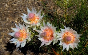 Красивые цветы серрурия на земле