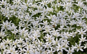 Красивые маленькие белые цветы молочница