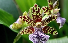 Красивая пятнистая экзотическая орхидея