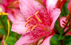 Красивая пятнистая розовая лилия крупным планом