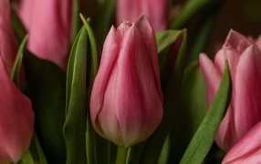 Красивые весенние розовые цветы тюльпана