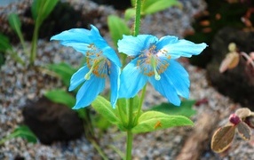 Красивые необычные голубые цветы крупным планом