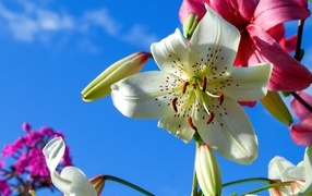 Красивые белые и розовые лилии на фоне голубого неба