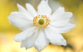 Красивый белый цветок анемоны крупным планом