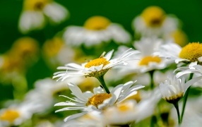 Красивые белые ромашки с желтой серединкой