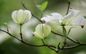 Красивые белые цветы кизила на ветке