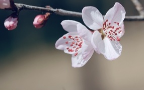 Красивые белые цветы распускаются на ветке весной