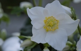 Красивый белый цветок морозник вблизи