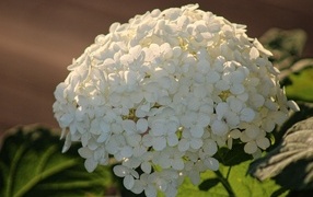 Красивый белый большой цветок гортензии