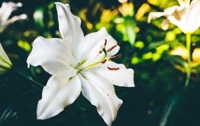 Красивый белый цветок лилии крупным планом