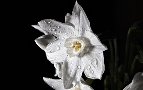 Красивый белый цветок нарцисса в каплях росы