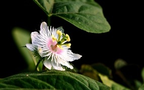 Красивый белый цветок пассифлора в листьях