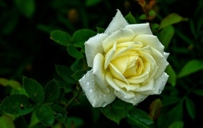 Красивая белая роза в каплях росы на клумбе летом