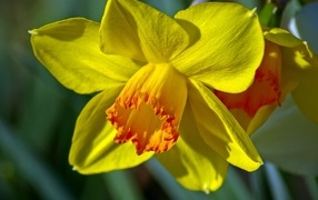 Красивый желтый цветок нарцисса крупным планом