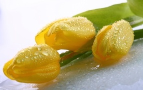 Beautiful yellow tulips in water drops