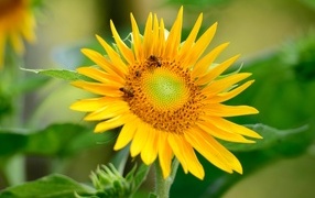 Пчелы опыляют большой желтый подсолнух