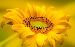 Большой красивый желтый подсолнух крупным планом