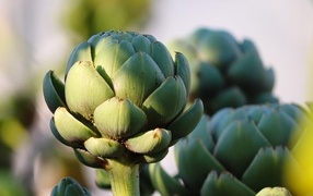 Большой зеленый артишок крупным планом