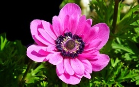 Большой розовый цветок анемоны крупным планом