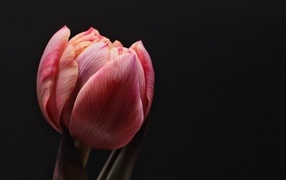 Большой розовый тюльпан на черном фоне
