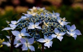 Распускающийся цветок гортензии