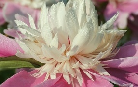 Распустившийся розовый пион в каплях росы