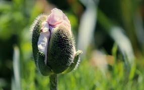 Распускающийся розовый цветок мака