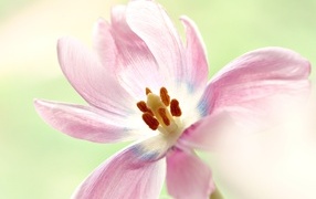 Распустившийся розовый тюльпан крупным планом