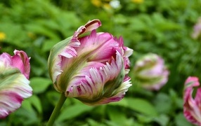 Распускающийся розовый тюльпан на клумбе