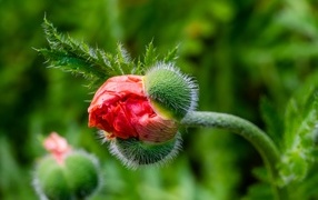 Распускающийся красный садовый мак
