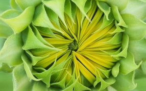 Blooming sunflower flower