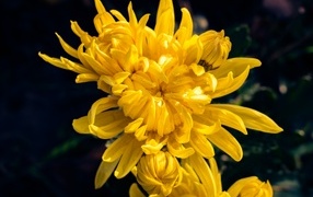 Распускающаяся желтая хризантема вблизи