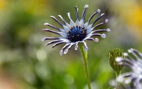 Распускающийся цветок остеоспермум