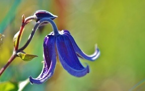 Синий цветок колокольчика крупным планом