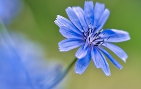 Blue chicory flower close up