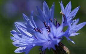 Цветок синего василька вблизи