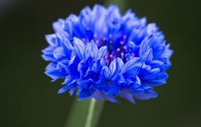 Синий цветок василька крупным планом