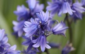 Blue hyacinth flowers top view