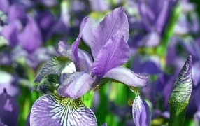 Синие цветы ириса с мокрыми лепестками