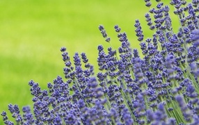 Синие цветы лаванды на зеленом фоне