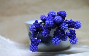 Синие цветы мускари в белой вазе на столе